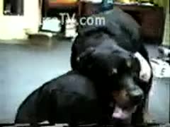 A sexy act by a black mutt